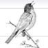 kit-gratis-pajaros