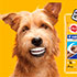 revision-bucodental-gratis-mascota-perro