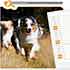 calendario mesa gratis royal canin