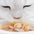 muestras gratis comida Purina Gourmet gatos mascotas