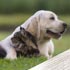 prueba gratis comida para mascota perro gato True Instinct