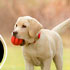 lote de bienvenida gratis PUrina Pro Plan perros