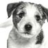 muestras gratis Kit bienvenida Royal Canin Cachorros