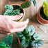 miniplantas gratis en Madrid