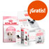 Pack de prueba gratis Royal Canin Kitten en Zooplus